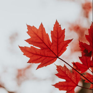 Meet your Posher, Abeille